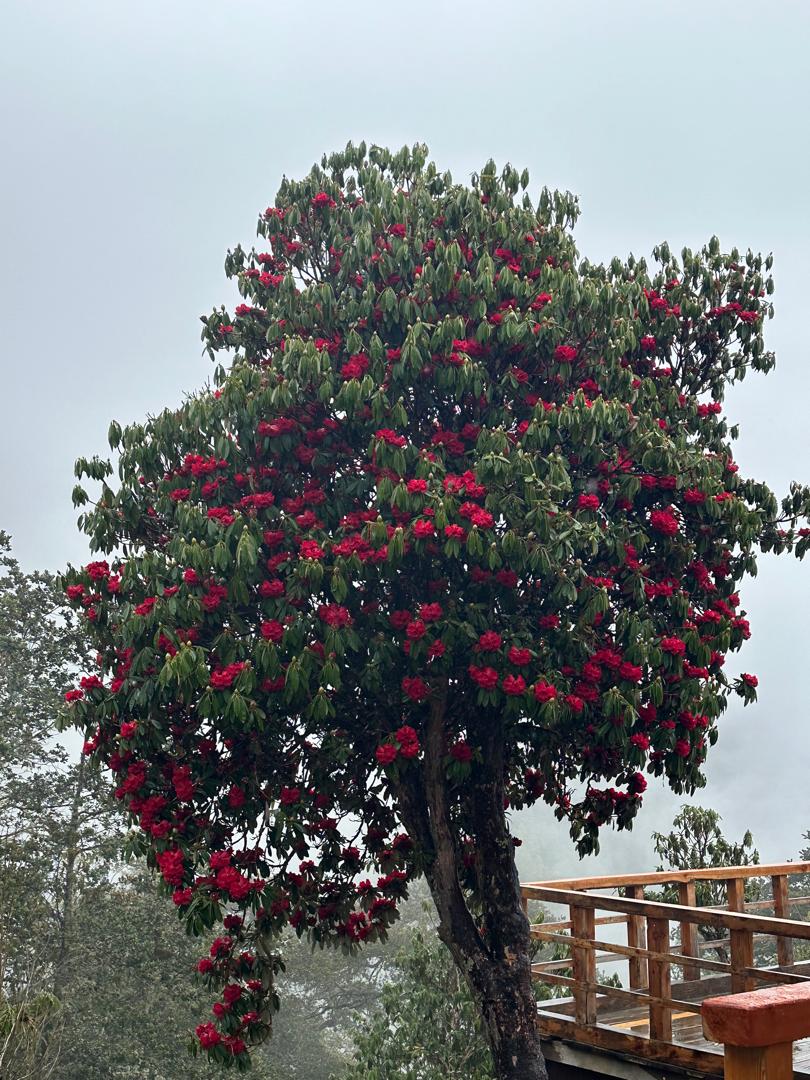 Rhododendron Festival