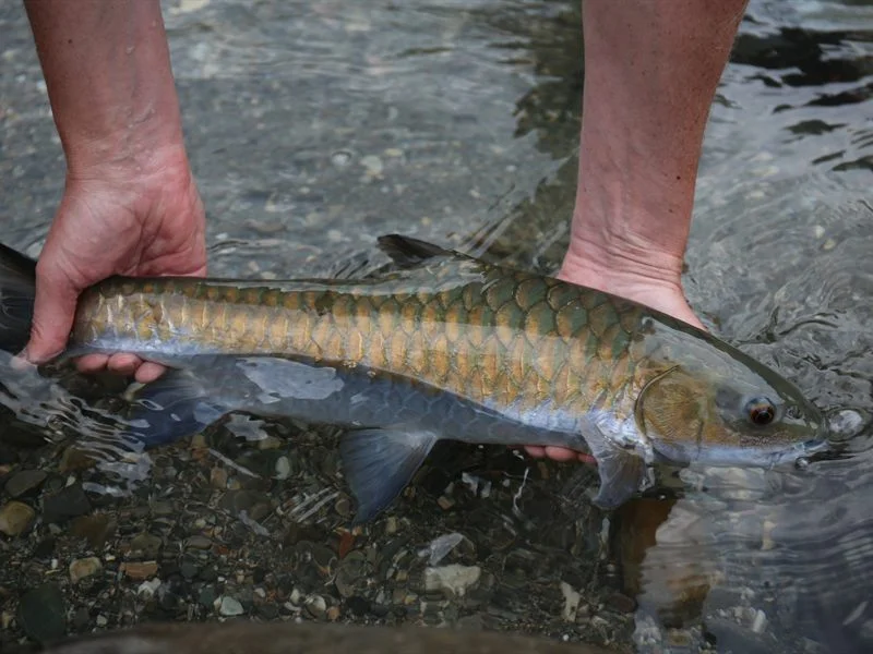 Bhutan Fishing Tour